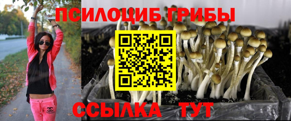 дарнет шоп  Вход с VPN  Домодедово  Галлюциногенные грибы Psilocybe  Галлюциногенные грибы Psilocybe 